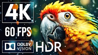 Animal World With Dolby Vision ™ | 4K hdr - 60fps (True Cinematic)​