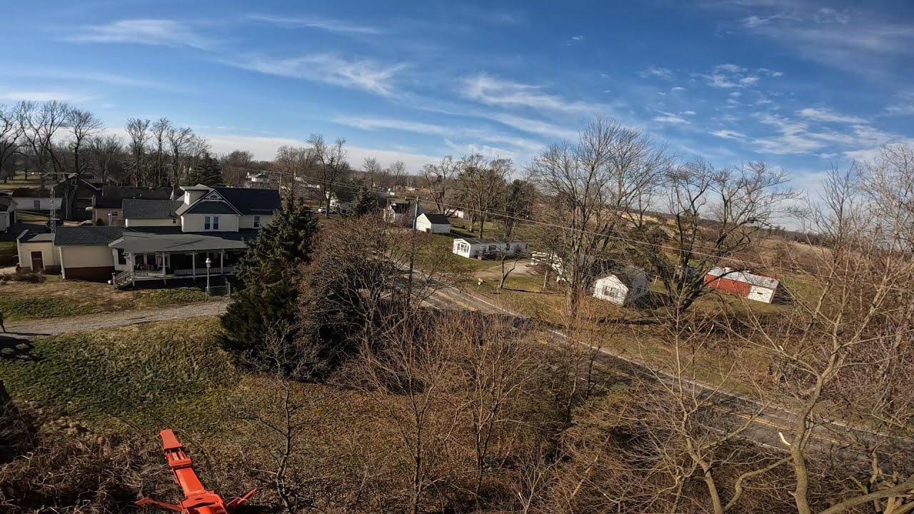 Big Maple removal no cleanup - YouTube