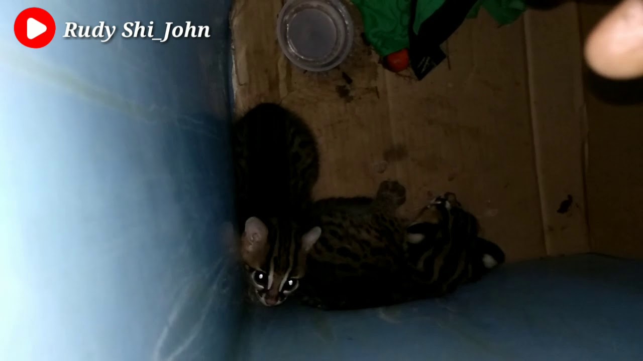 10 Ciri Ciri Kucing Lagi Sakit Kucing