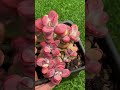لپه اربیکولاتا رنگارنگ ساکولنت ساکولنت باغی گیاهان گیاهان متنوع لپه لپه اربیکولاتا رنگارنگ ساکولنت ساکولنت باغی گیاهان گیاهان متنوع لپه