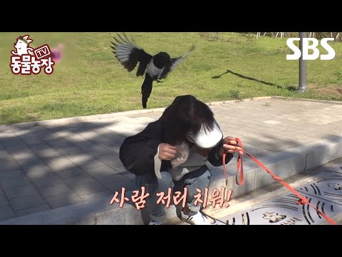 [예고] 우리 동네 접수한 불량 까치 까순이🐦‍⬛ 까칠한 까순이를 온순하게 만드는 단 한 <strong>사람</strong>?! | TV <strong>동물농장</strong> | SBS