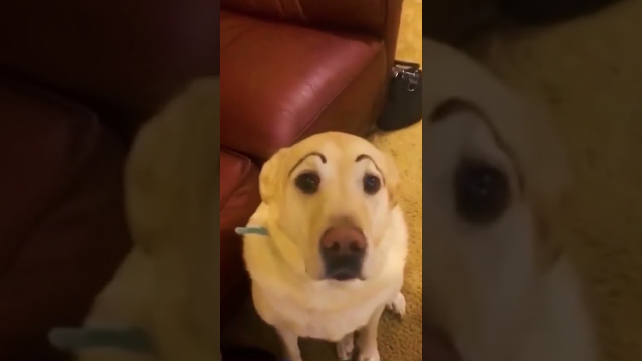 That emu is better than Messi!! 🤣⚽️🐦