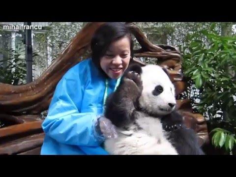 Cute Animal Videos Compilation 2015