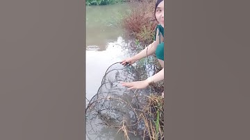 Đặt lợp bắt cá lóc trên đồng nước nổi tập 10#automobile #funny #farming