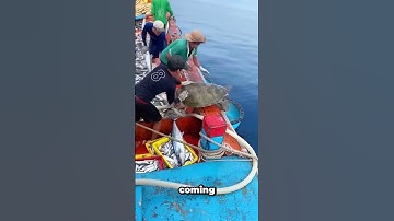 This Turtle Refuses To Leave Her Family!