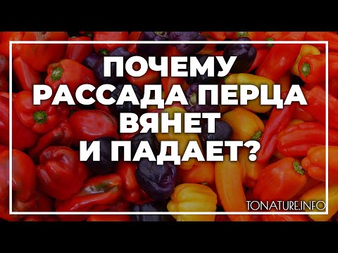 Вопрос: Почему болгарский перец погибает В чём причина?