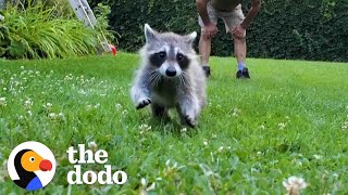 Rescued Baby Raccoon Learns How To Swim With Dad | The Dodo Wild Hearts