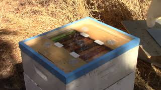 BGH IPM IC  OA dispenser