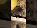 Маленькие бобрики #животные #animals #pets #cute #funny #zoo #грызуны #слепушонка #hamsters #mouse