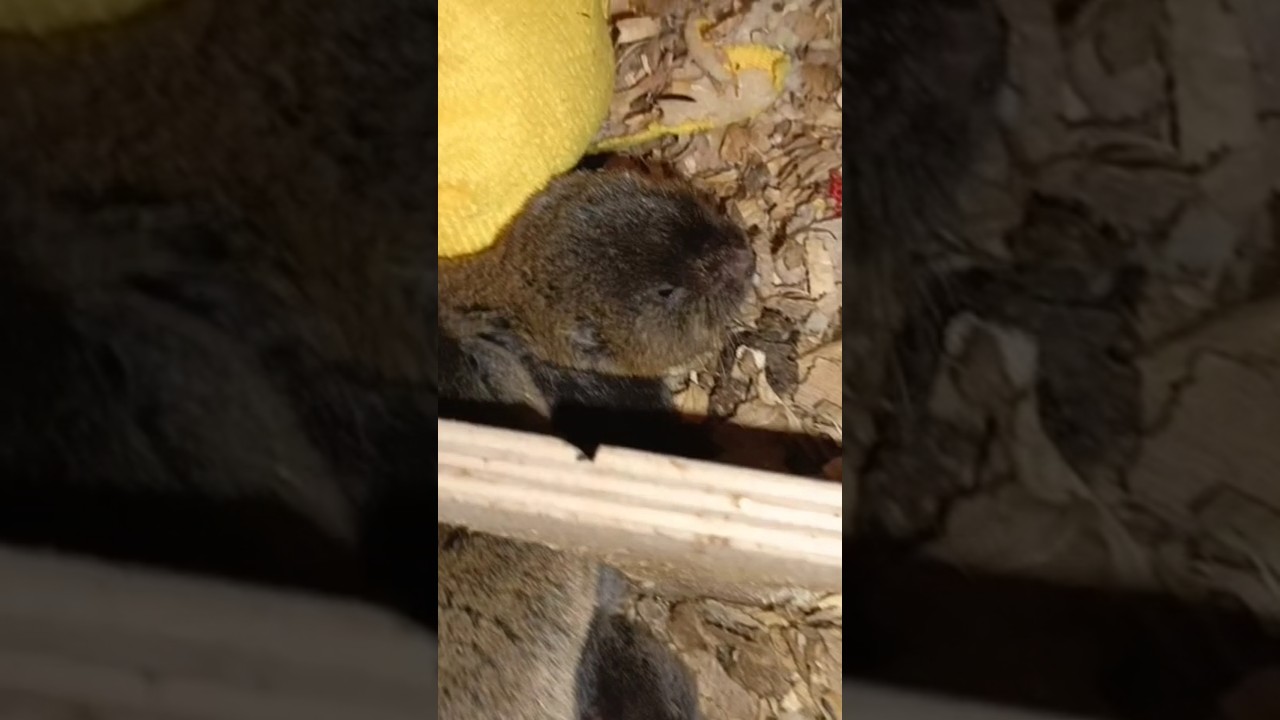 Маленькие бобрики 