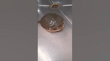 "SHOCKING Truth About Turtle Hibernation! Are You Doing It WRONG?