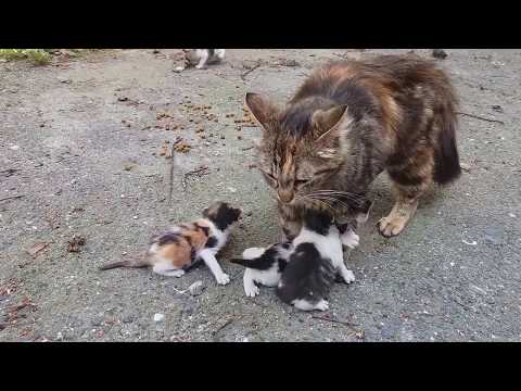 baby-kittens-meowing-very-loudly-for-mom-cat