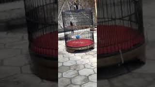 Download Lagu MURAI BATU MUNTAH CILILIN TOP MP3