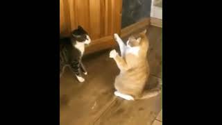 The fight didnt even start #funny #ytshorts #fight #viral #cat