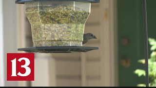 Indiana DNR rules out some possible illnesses in songbird deaths, still trying to find cause