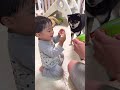 優しすぎる1歳赤ちゃんに豆柴感激！？【柴犬】#Shorts