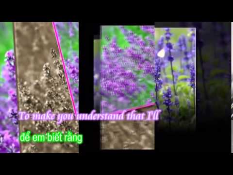 Miss You   Westlife Bài hát bất hủ  Lavender   hoa Oải Hương