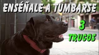 Cómo Enseñar a tu Perro a Tumbarse Adiestramiento Básico en Obediencia