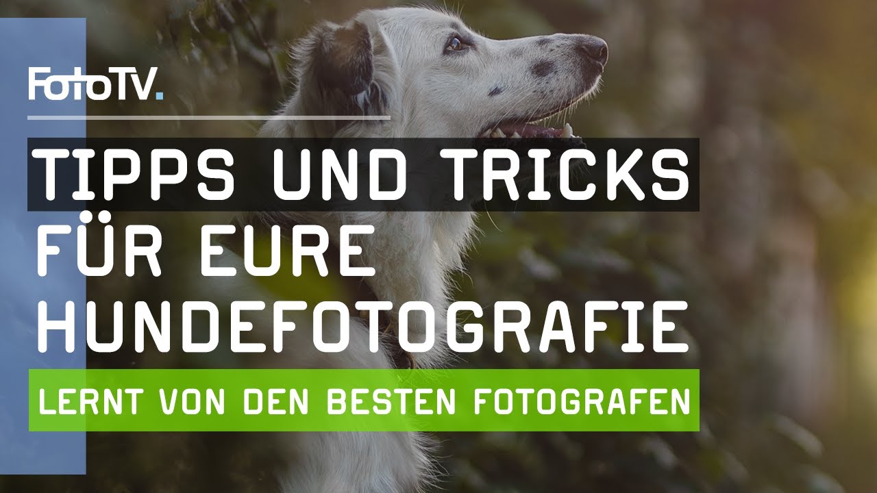HUNDEFOTOGRAFIE lernen mit diesen Tipps 🐕‍🦺📷 | FotoTV.