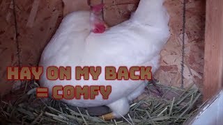 Miss white feels an egg coming, so she gets comfy but human owner
keeps peeking. how dare! also, her 7 other sisters are curious does
it. #chickens #...