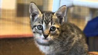 Iredell County Animal Services Video 2