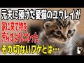 【猫の不思議な話】離婚した元夫に預けた愛猫が虹の橋を渡ったと明かされた私。それ以来愛猫のユウレイが家に来て物を荒らすようになったそのワケとは...【朗読】