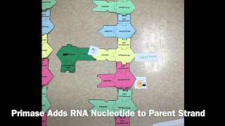 DNA Replication Project