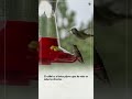 El Colibrí, El Rey del Vuelo Estacionario