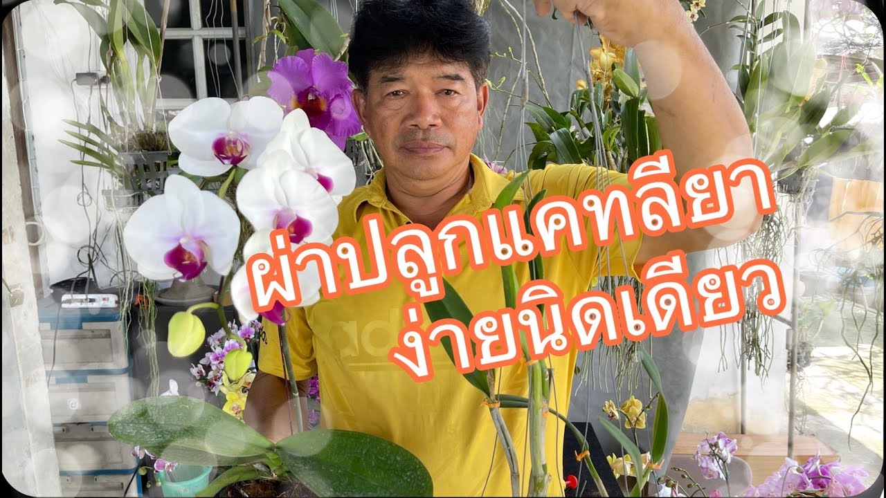 วิธีปลูกแคทลียาผ่าลำ และเปลี่ยนกระถางฟาแลนนอปซิส