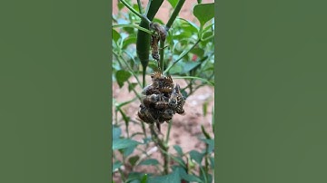 The power and unity of one bee. 🐝 || Bee Power video || Interesting video 📸 #shortvideo #new #bees