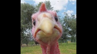 Video thumbnail of "Adam Sandler - Thanksgiving Song"