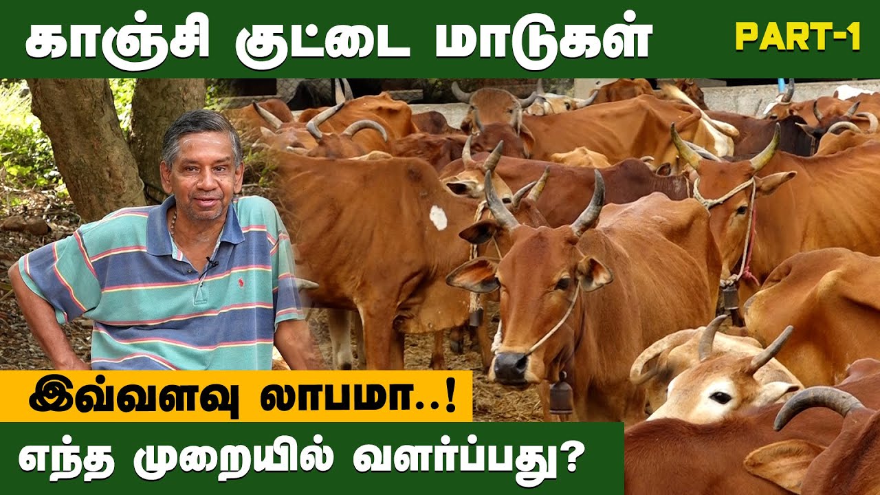 வட  மாவட்டங்களில் வளரும்  காஞ்சி குட்டை மாடுகள் | Kanchi kuttai | GEM TV