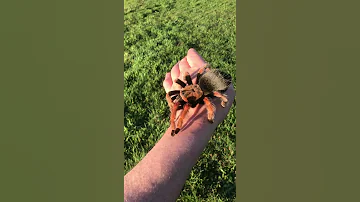 Brachypelma Boehmei Mexican Fire Leg Handling In The Sunshine 