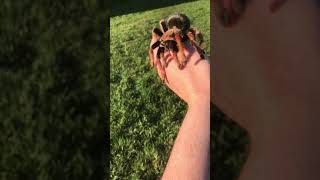 Brachypelma Boehmei (Mexican fire leg) handling in the sunshine