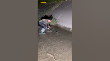 anh cần thủ đi soi đêm bắt được 1 đàn cá sộp và cái kết #fishing #cauca