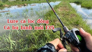 Câu Cá Lóc Lure Cá Lóc Bằng Mồi Nhái Hơi F35 Cần Hi Power Máy Cemero Đồ Câu Đại Ngáo