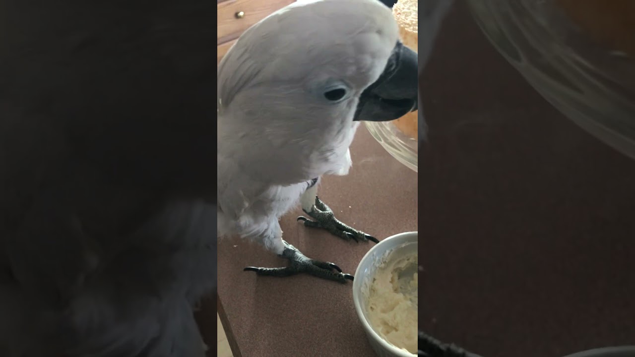 Какаду одобрил домашнюю глазурь, приготовленную мамой.