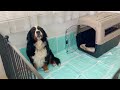 飼い主を亡くした老犬バーニーズを一人にしてみた