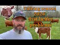 Calving season 2024 first heifer problems first calf pulling on the farm farmlife cow calf