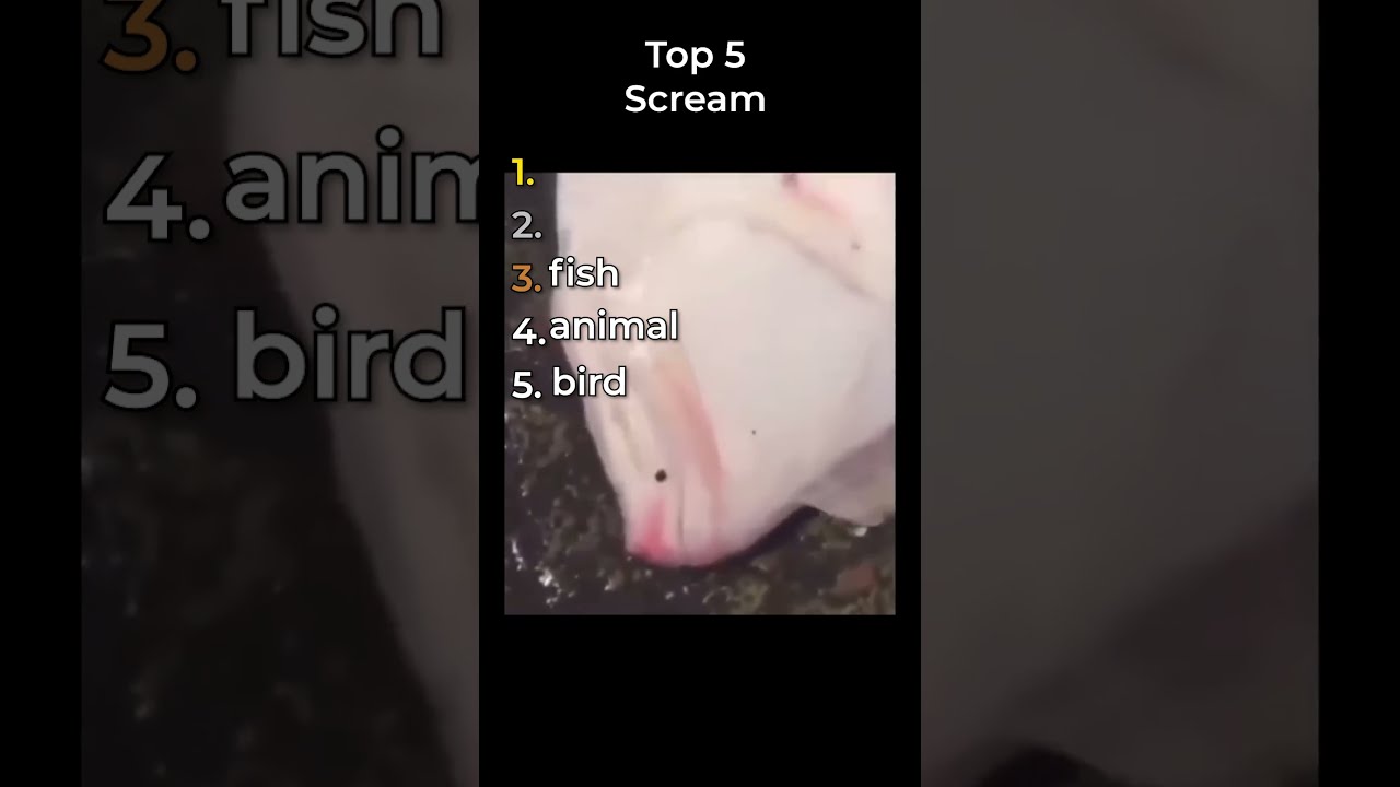 The Top Scream Clips In World