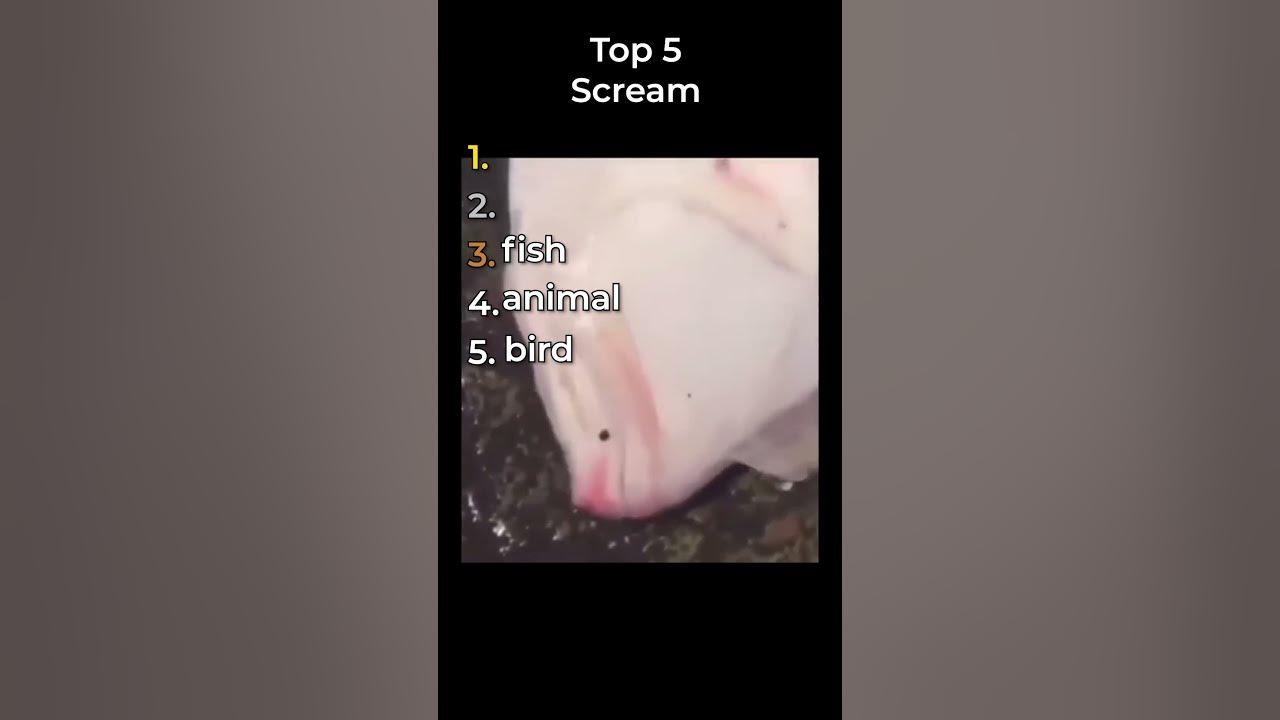 the top scream clips in the world