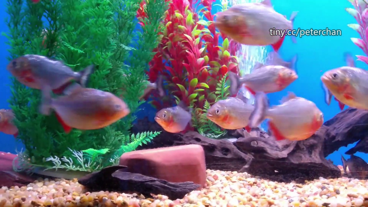 Fearsome Piranha Vampire Fish 食人魚吸血魚 食人鱼的魚缸 Youtube