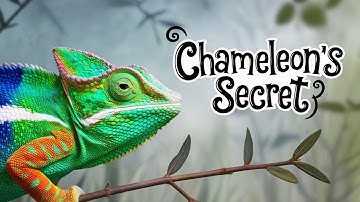 Chameleons Don’t Change Color for Camouflage