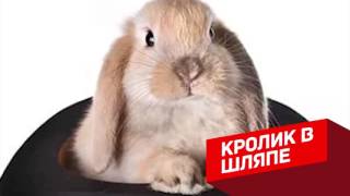 5 РАЗОБЛАЧЕНИЙ САМЫХ ИЗВЕСТНЫХ ФОКУСОВ! 5 РАЗОБЛАЧЕНИЙ САМЫХ ИЗВЕСТНЫХ ФОКУСОВ!