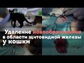 Удаление новообразования в области щитовидной железы у кошки