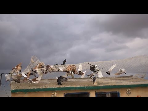 صيد اليوم مصلي ابيض زرزور وخليط 32 طير مقابل 80 طير