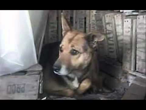 Argentine dog saves abandoned baby