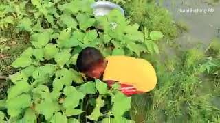 Rainy Day Fishing 2023! Finding and Catching Climbing Perch Fish in Reverse Water Ponds Rain Season