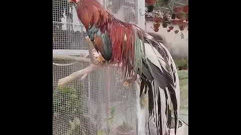 NUÔI CẢ GÀ RỪNG TRONG AVI