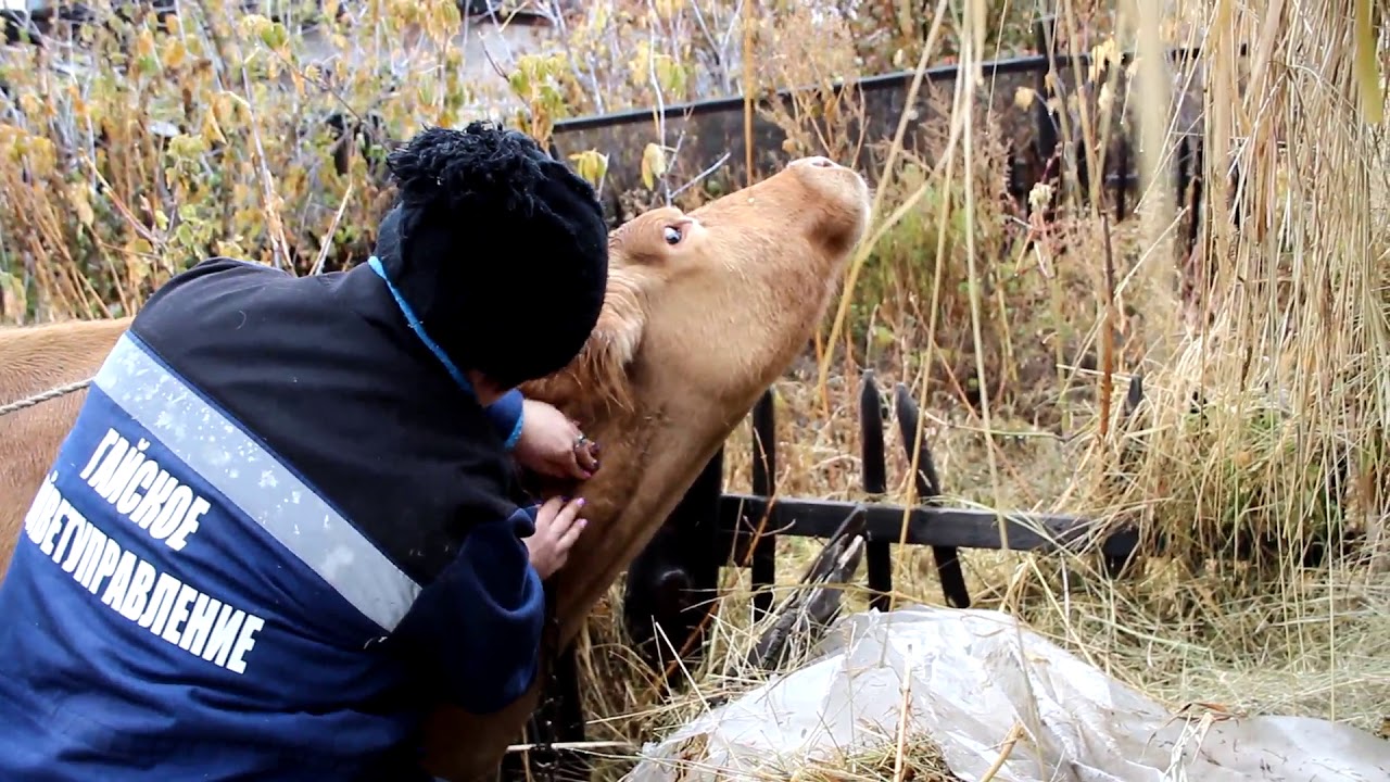 Корове делают прививку от ящура - YouTube